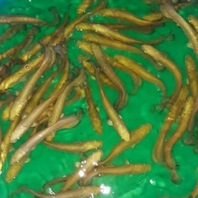 CÁ HẢI TƯƠNG GIỐNG