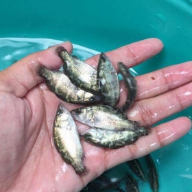 CÁ CHẼM GIỐNG