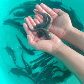 CÁ TRÊ GIỐNG