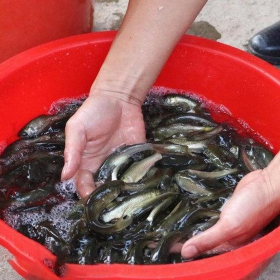 CÁ MÈ TRẮNG