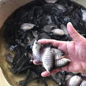 CÁ TAI TƯƠNG GIỐNG