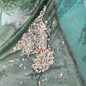 CÁ CHIM TRẮNG GIỐNG