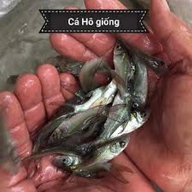 CÁ HÔ GIỐNG