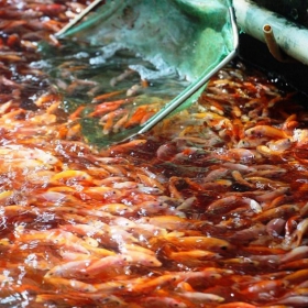 CÁ DIÊU HỒNG GIỐNG