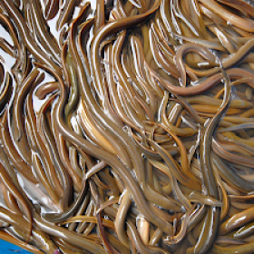 LƯƠN GIỐNG